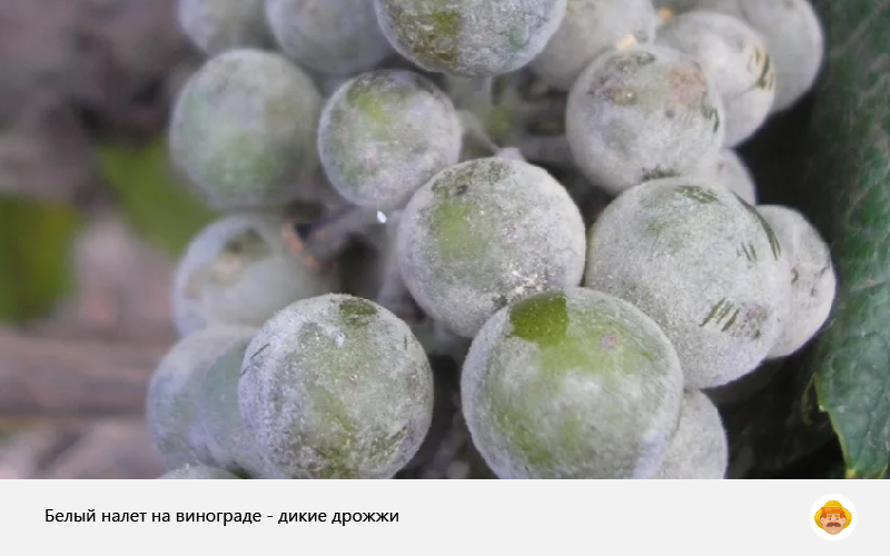 лучший виноград для домашнего вина